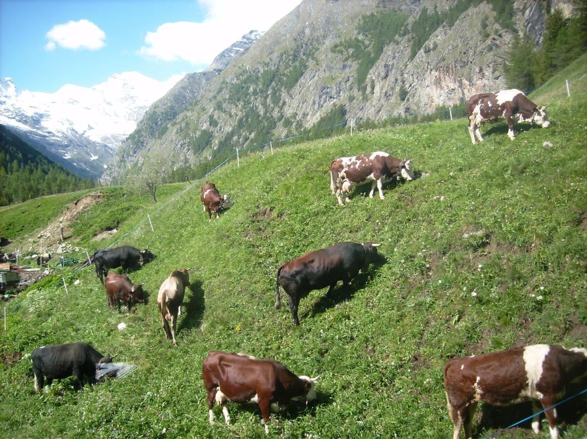 La Ferme Du Grand Paradis Cogne Kültér fotó